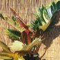 Wonderful Philodendron Rare Ring of Fire Garden Plant