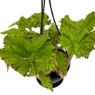 Wonderful Begonia River Nile Rex Garden Plant
