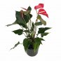 Wonderful Anthurium Arent You Orange Garden Plant