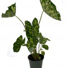 Wonderful Alocasia Hilo Beauty Elephant Ear Garden Plant