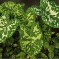 Wonderful Alocasia Hilo Beauty Elephant Ear Garden Plant