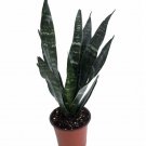 Wonderful Sanseveria Robusta Black Snake Garden Plant