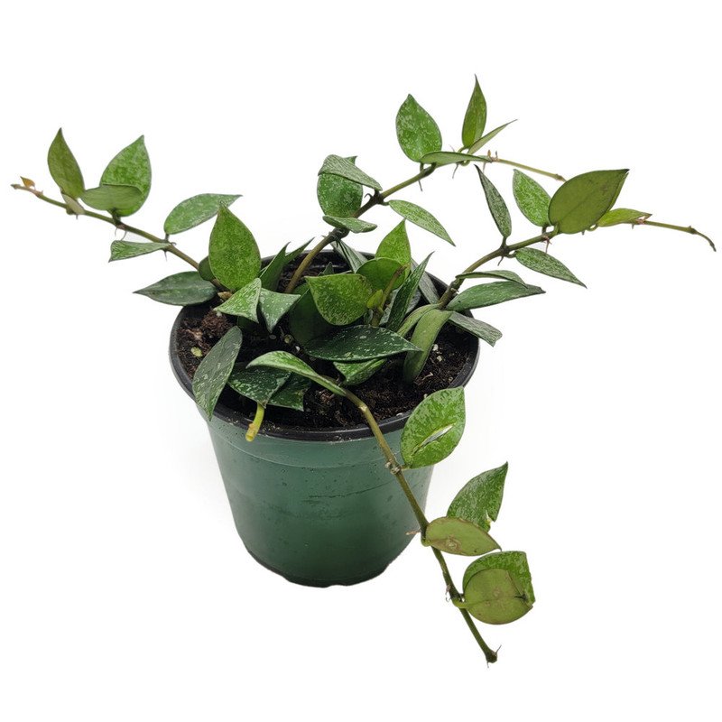 Wonderful Hoya Krohniana Silver Garden Plant