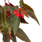 Wonderful Begonia dietrichiana Torch Red Angel Wing Beautiful Garden Plant