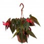 Wonderful Begonia dietrichiana Torch Red Angel Wing Beautiful Garden Plant