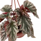 Wonderful Begonia Looking Glass Angel Wing Garden Plant