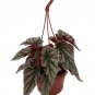 Wonderful Begonia Looking Glass Angel Wing Garden Plant