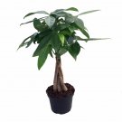Wonderful Pachira aquatica Braided Money Garden Plant