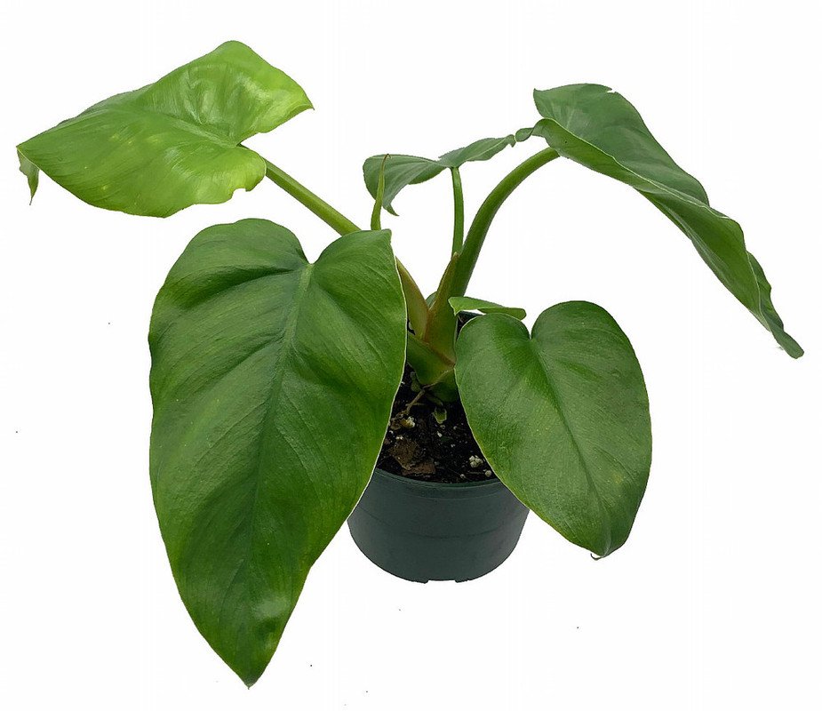 Wonderful Philodendron Giganteum Monster Garden Plant
