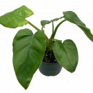 Wonderful Philodendron Giganteum Monster Garden Plant