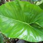 Wonderful Philodendron Giganteum Monster Garden Plant