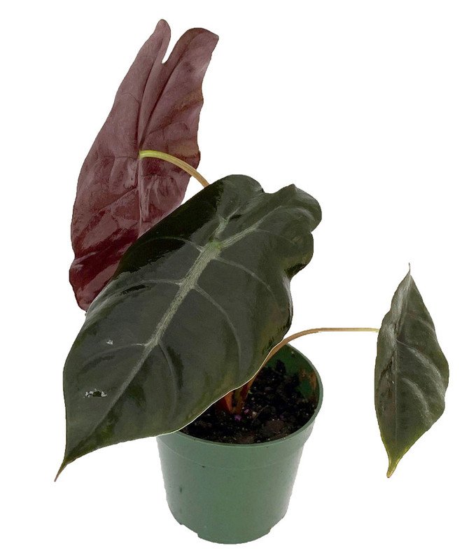 Wonderful Alocasia Chantrieri African Mask Garden Plant