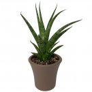 Wonderful Sansevieria Fenomenal Hybrid Snake Garden Plant