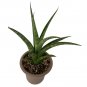 Wonderful Sansevieria Fenomenal Hybrid Snake Garden Plant