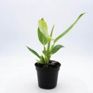 Wonderful Philodendron Calkins Gold Garden Plant