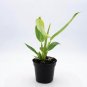 Wonderful Philodendron Calkins Gold Garden Plant