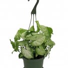 Wonderful Syngonium Nepthytis White Butterfly Arrowhead Garden Plant