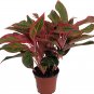 Wonderful Aglaonema Firecracker Chinese Evergreen Garden Plant