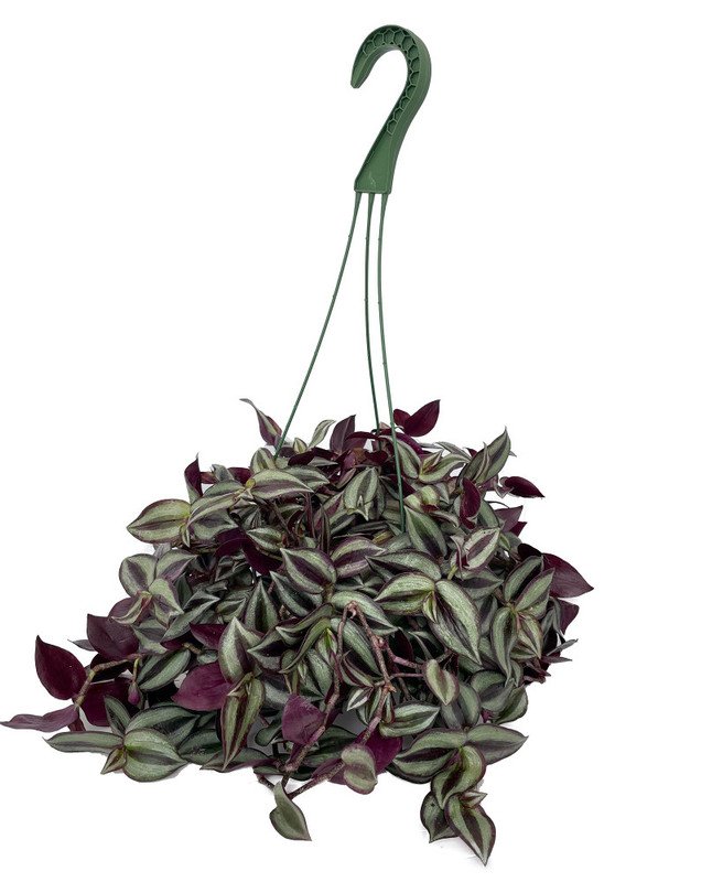 Wonderful Tradescantia Purple Garden Plant