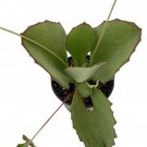 Wonderful Kalanchoe synsepala Succulent Rare Walking Kalanchoe Exotic Garden Plant
