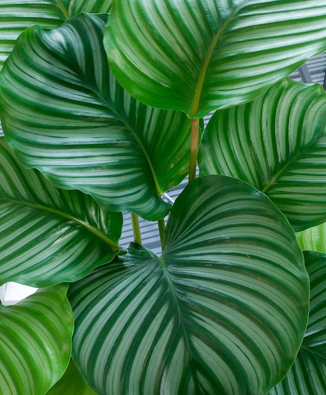 Wonderful Calathea orbifolia Orbit Peacock Garden Plant