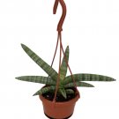 Wonderful Sanseveria Rare Starfish Snake Exotic Garden Plant