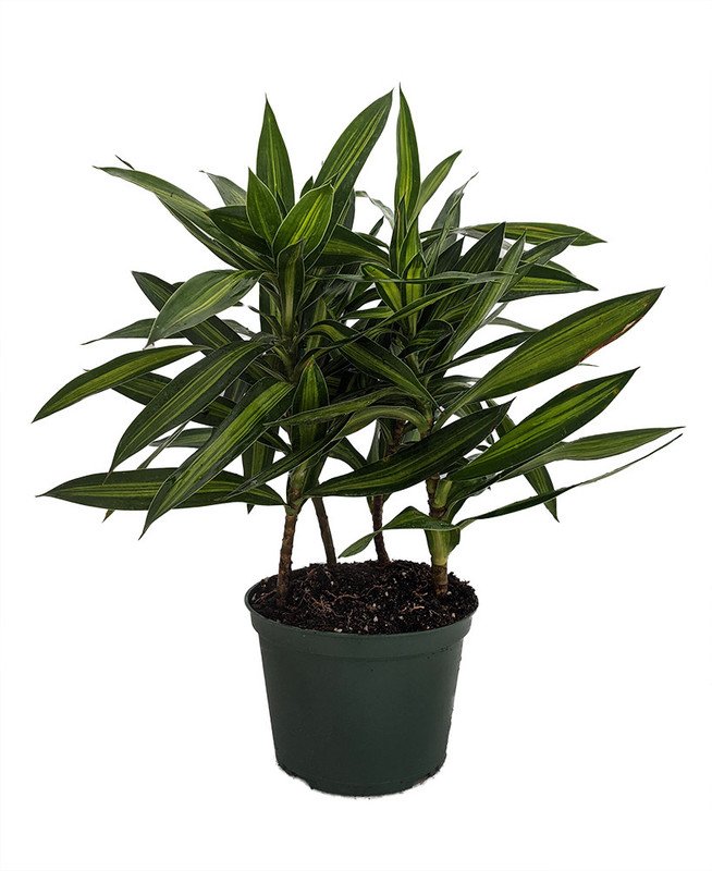 Wonderful Song of Jamaica Exotic Garden Plant