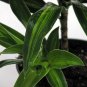 Wonderful Song of Jamaica Exotic Garden Plant