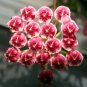 Wonderful Hoya Kentiana Variegated Bamboo Leaf Wax Garden Plant