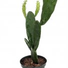 Wonderful Opuntia Prickly Pear Cactus Exotic Garden Plant