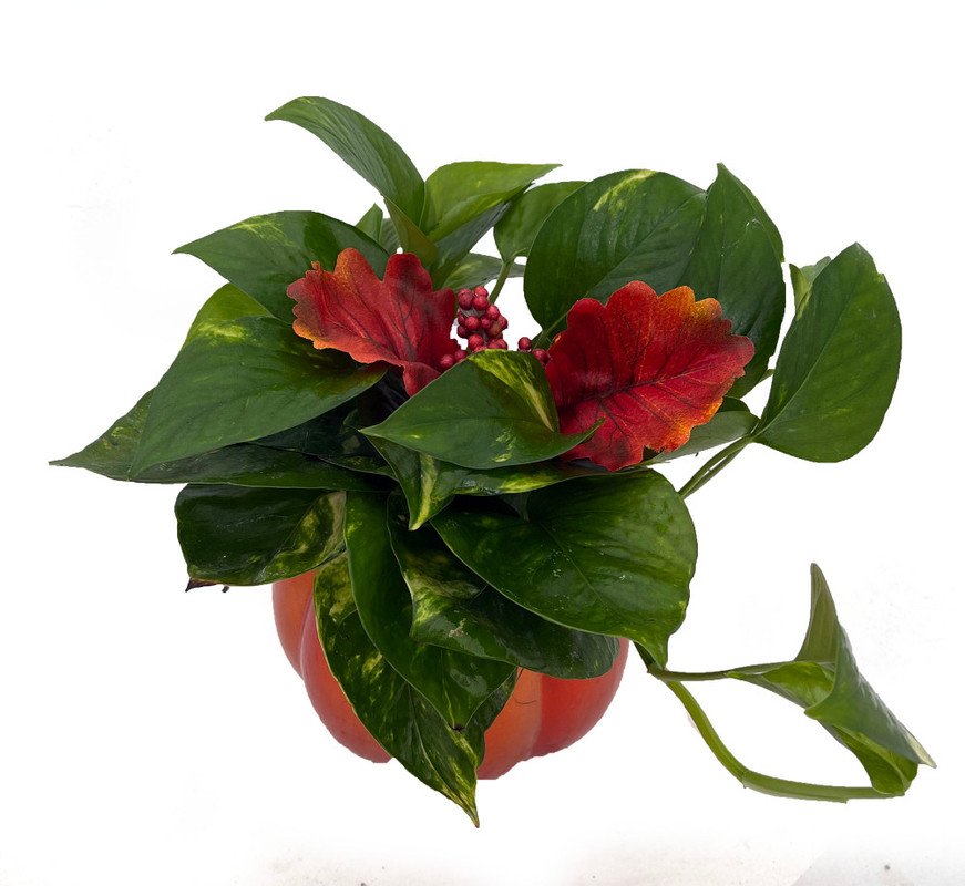 Wonderful Pumpkin er Festive Fall Ceramic Garden Plant