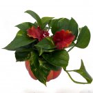 Wonderful Pumpkin er Festive Fall Ceramic Garden Plant