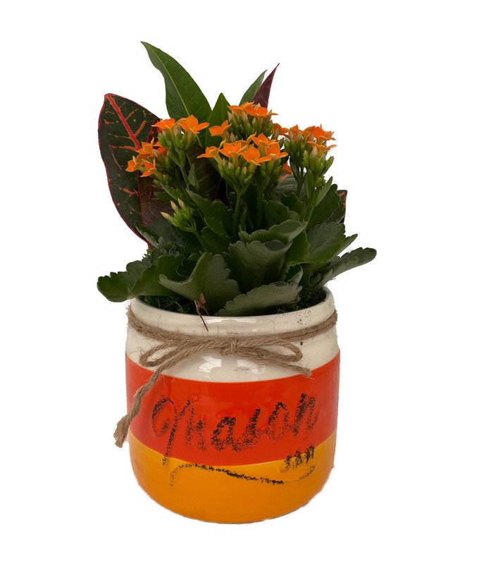 Wonderful Candy Corn Mason Jar Ceramic er with Orange Kalanchoe and Croton Beautifulv Garden Plant