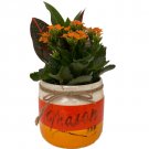 Wonderful Candy Corn Mason Jar Ceramic er with Orange Kalanchoe and Croton Beautifulv Garden Plant