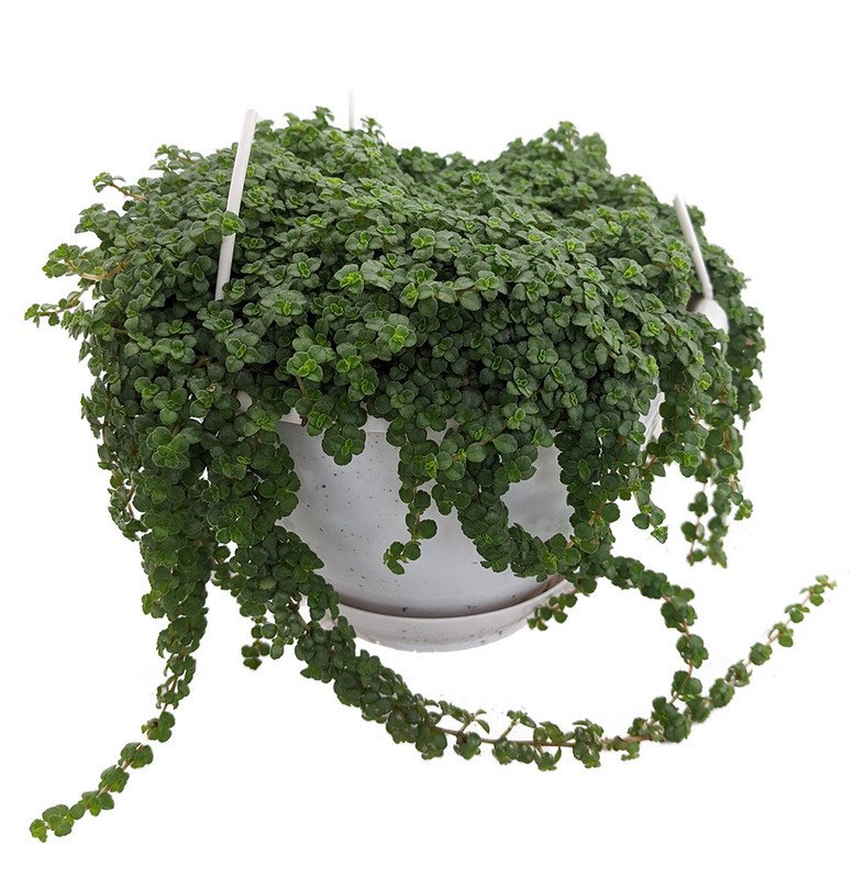 Wonderful Pilea depressa Large Leaf Baby Jobes Tiny Tears Garden Plant