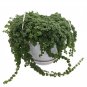 Wonderful Pilea depressa Large Leaf Baby Jobes Tiny Tears Garden Plant