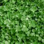 Wonderful Pilea depressa Large Leaf Baby Jobes Tiny Tears Garden Plant