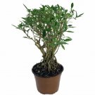 Wonderful Japanese Serissa Bonsai Tree Garden Plant