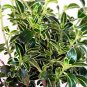 Wonderful Japanese Serissa Bonsai Tree Garden Plant