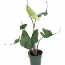 Wonderful Alocasia Elephant Ears Rare Stingray Garden Plant