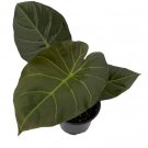 Wonderful Alocasia longiloba Rare Dragons Tooth Elephant Ear Garden Plant