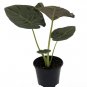 Wonderful Alocasia longiloba Rare Dragons Tooth Elephant Ear Garden Plant