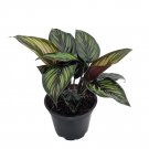 Wonderful Calathea Beauty Star Peacock Garden Plant