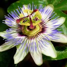 Wonderful Passiflora caerulea Edible Passion Vine Beautiful Garden Plant