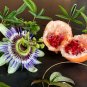 Wonderful Passiflora caerulea Edible Passion Vine Beautiful Garden Plant