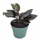 Wonderful Calathea ornata Pin Stripe Prayer Garden Plant