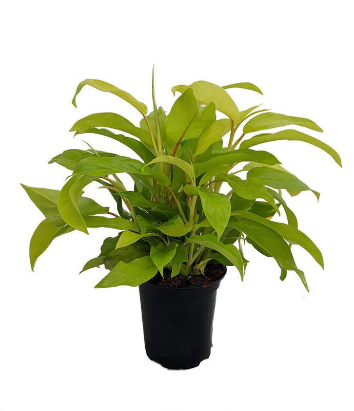 Wonderful Philodendron Upright Lemon Lime Garden Plant