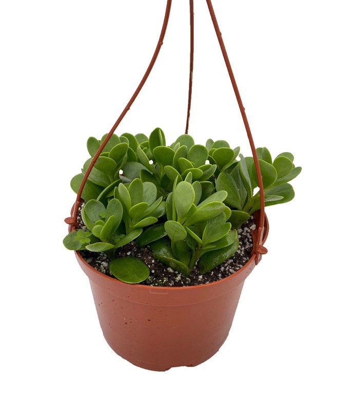 Wonderful Senecio Trailing Jade Garden Plant