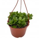 Wonderful Senecio Trailing Jade Garden Plant