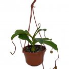 Wonderful Nepenthes alata Carnivorous Asian Pitcher Garden Plant